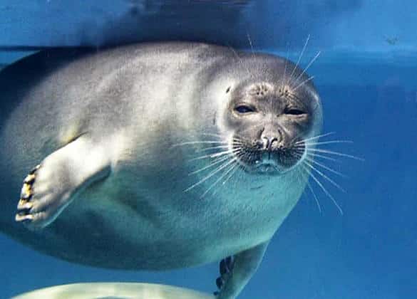 動物図鑑・バイカルアザラシ